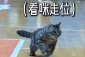 四川男篮将诱捕此前出现在球场的两只流浪猫：防不住、随便过