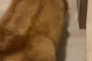 静雨：科尔把常规赛的哲学用到了季后赛 这时候要硬碰硬打身体的