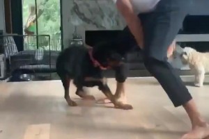 帕克打我就跟打这狗子一样轻松吧😂