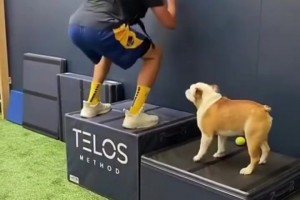 NBA最出名的小狗！汤普森爱犬Rocco近期离世😭😭